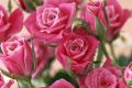 Дарите цветы вместе с Flower-shop.ru