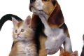 Рентабельность Pet Food в Украине
