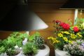 В чём преимущества покупки светодиодных ламп для растений в интернет-магазине