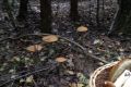 Кто в лес, кто по грибы в Испанию