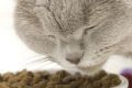 «Whiskas» — корм для здоровых кошек
