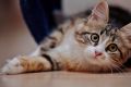 Что нужно купить для кота или кошки в доме?
