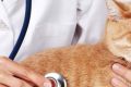 Причины, по которым точно стоит обратиться к ветеринару