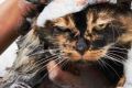 Можно ли использовать собачий шампунь кошкам: важность кошачьей кожи