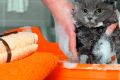 Какой шампунь выбрать для кошек