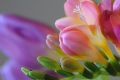 Садовая фрезия, секреты успешного разведения