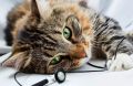 Как отучить кошку грызть провода: 7 эффективных способов