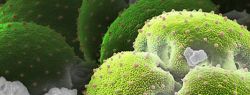 Пыльца крупным планом