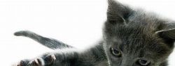 Летающие котэ
