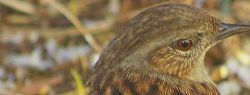 17 марта: это интересно знать