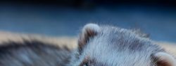 Вы одиноки — заведите хорька