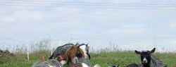 Козы: экологически чистое оружие в борьбе с сорняками