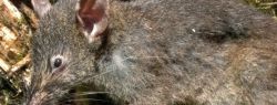 Ученые нашли новый вид грызунов