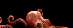 Шины от Японских производителей