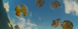 В Италии и Испании установят сети против медуз