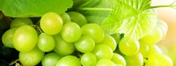 Интересные факты о винограде
