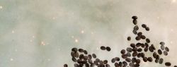 Мечты становятся реалистичными, если рядом ненаглядная кофеварка