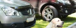 Облагородить дачный участок