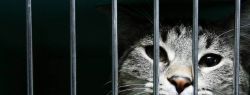 Судебные процессы над животными
