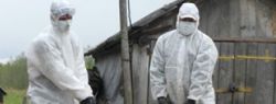 АЧС в Европе: российское бизнес-сообщество намерено уйти на новые рынки