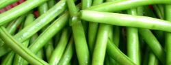 Польза стручковой фасоли