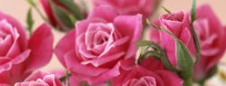 Дарите цветы вместе с Flower-shop.ru