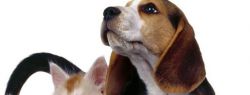 Рентабельность Pet Food в Украине
