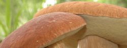 Ходить в лесу — видеть смерть на носу