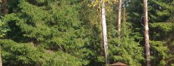 Металлические ограждения для дачи