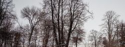 Как заказать авто для свадебного кортежа?