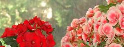 Как ухаживать за комнатной бегонией