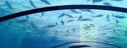 В Дубае построят первый в мире теннисный корт под водой