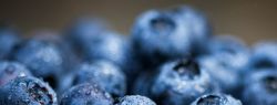 Восторженность вкуса и красота: что в себе таит ягода голубика?