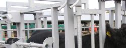 Весы для взвешивания животных
