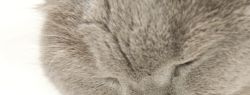 Как выбрать сухой кошачий корм?