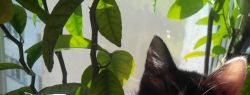 Кошка с дачи: забрать нельзя оставить