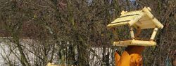 Как помочь пернатым пережить зиму