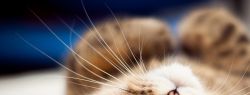 Особенный Whiskas для особенных кошек