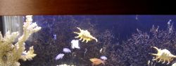 Если хотите купить морской аквариум