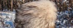 Мужские унты из волка — отличный вариант