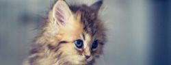Здоровый котенок, здоровый кот
