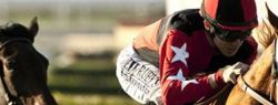 Прогнозы и ставки на спорт. Ставим на скачки