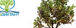 Во Всероссийский день без бумаги Экодиктант отмечает: 100 кг макулатуры спасает 1 дерево