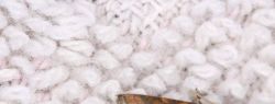 Народные средства от платяной моли: минусы и качественная альтернатива