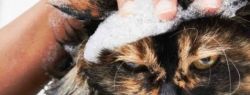 Можно ли использовать собачий шампунь кошкам: важность кошачьей кожи
