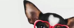 Пользователям Instagram стала доступна возможность смотреть на мир глазами разных животных