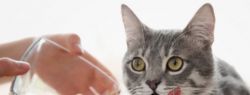 Какой корм выбрать для кошки