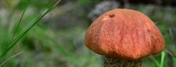 8 и 9 октября пройдет Грибной фестиваль