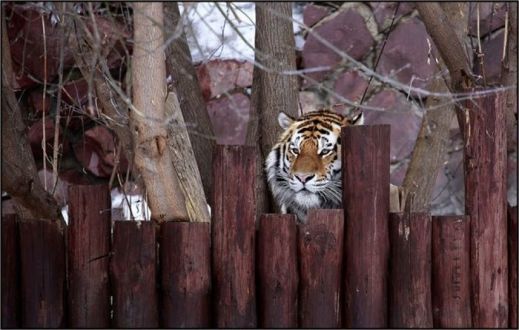 Картинки 21 апреля