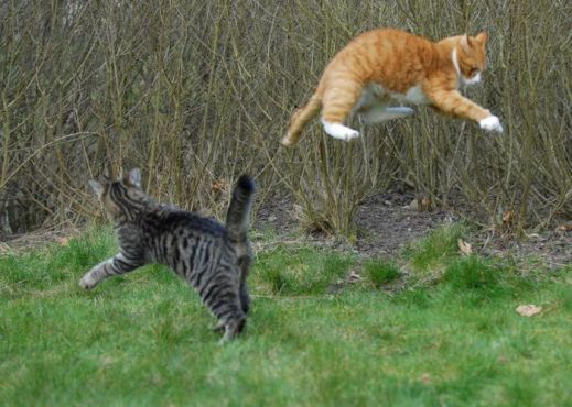 Летающие котэ